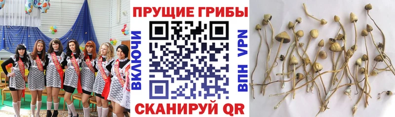 где купить   Пустошка  Псилоцибиновые грибы мицелий 